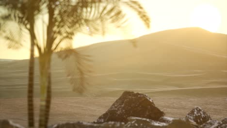 palms-in-desert-at-sunset